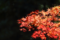 1DX_8966