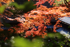 1DX_8968