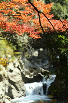 1DX_8985