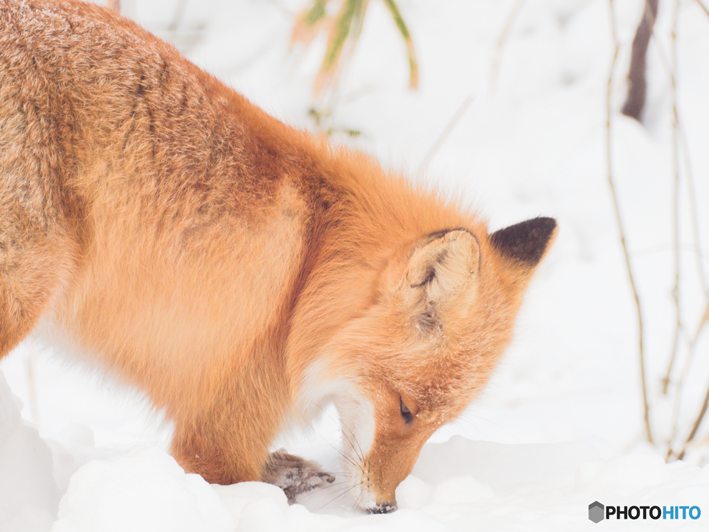 雪ギツネ