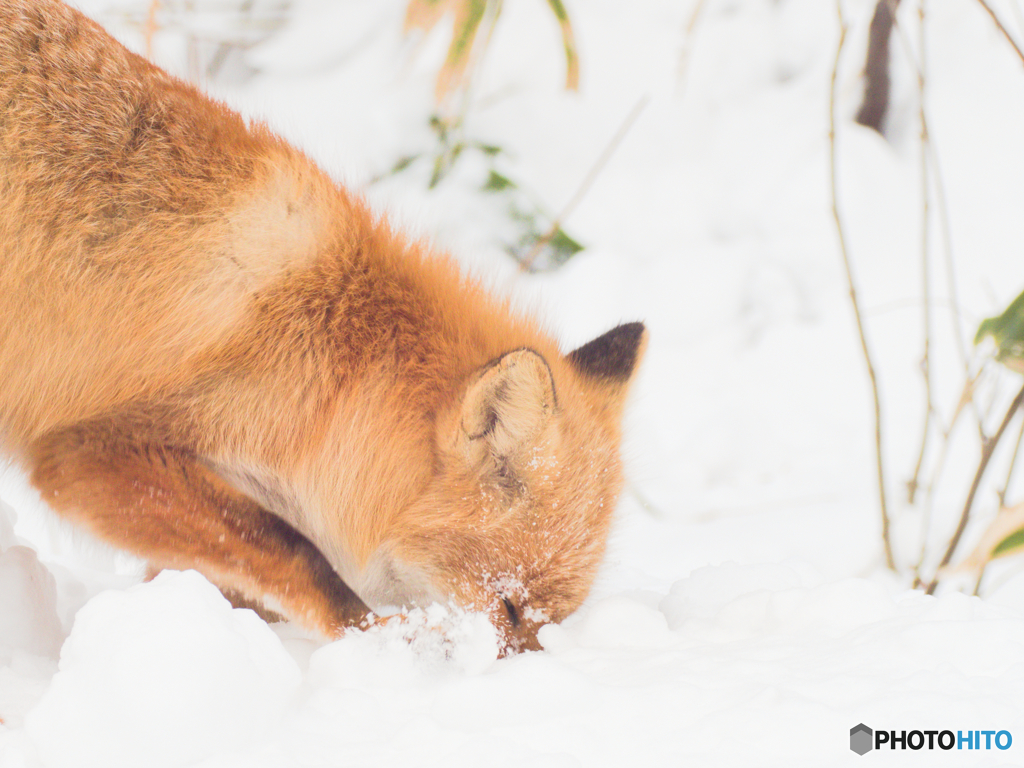 雪ギツネ