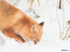 雪ギツネ