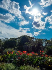 秋の空と赤いサルビア