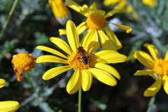 ミツバチと黄色い花