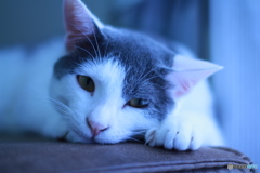 猫の眼差し