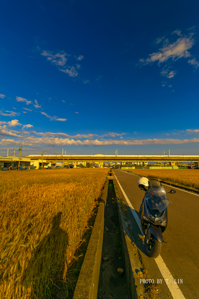 地元の小麦畑の景色②