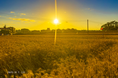 地元の小麦畑の夕日