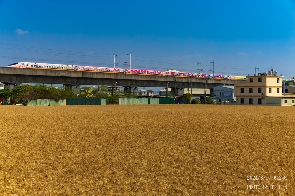 麦畑の風景