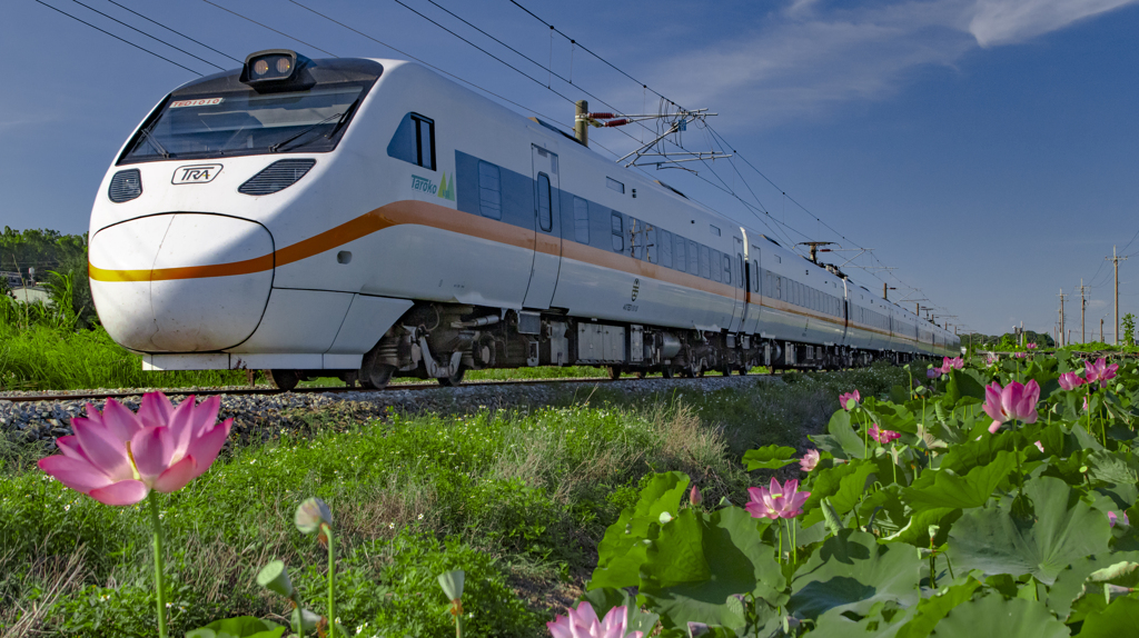 咲いた水芙蓉とエクスプレス