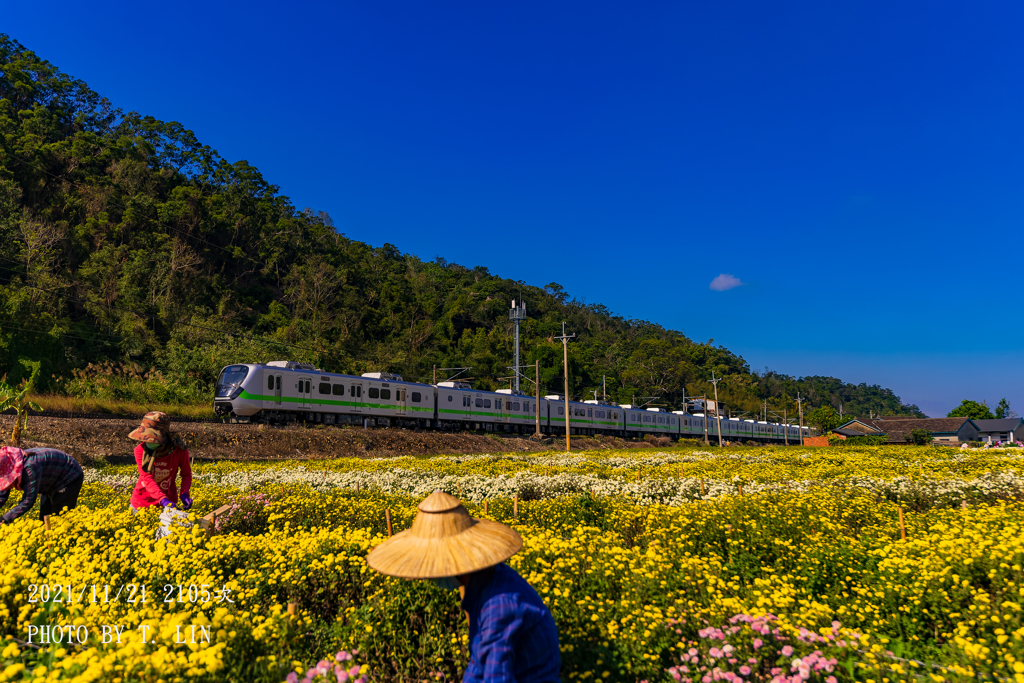 EMU900型と杭白菊花畑