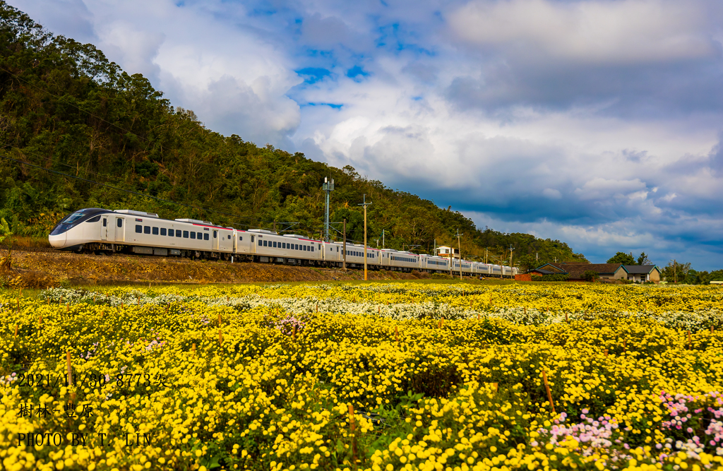 今日のEMU3000型試運転①、あの杭白菊花畑で