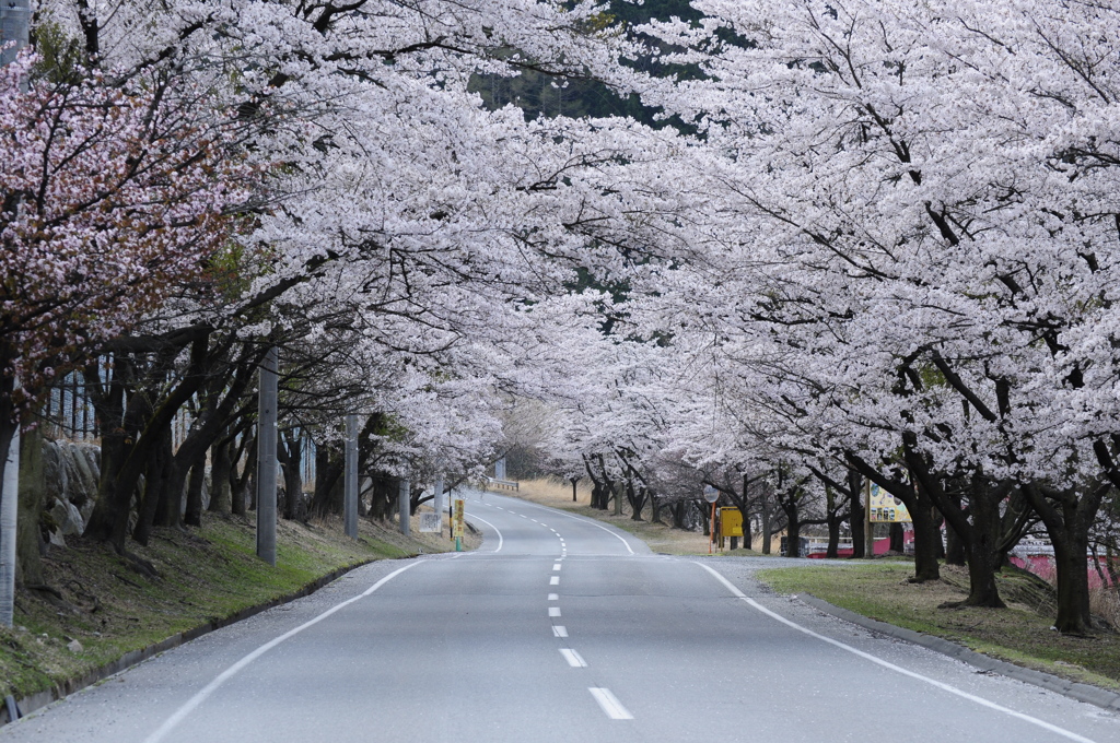 桶谷の桜トンネル