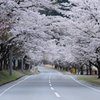 桶谷の桜トンネル