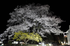 平成最後の安富桜、満開！