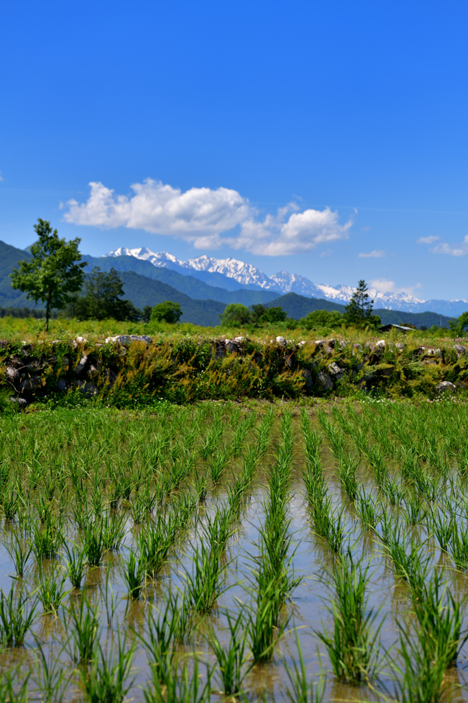あの山から来る綺麗な水で育つ