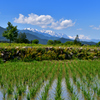 あの山から来る綺麗な水で育つ