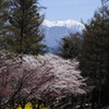 里は春 山はまだまだ……