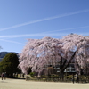 杵原の桜