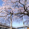青空高く満開