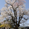 晴天の安富桜