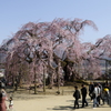 一本桜は人気者！