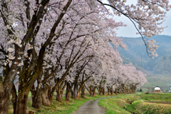 桜道