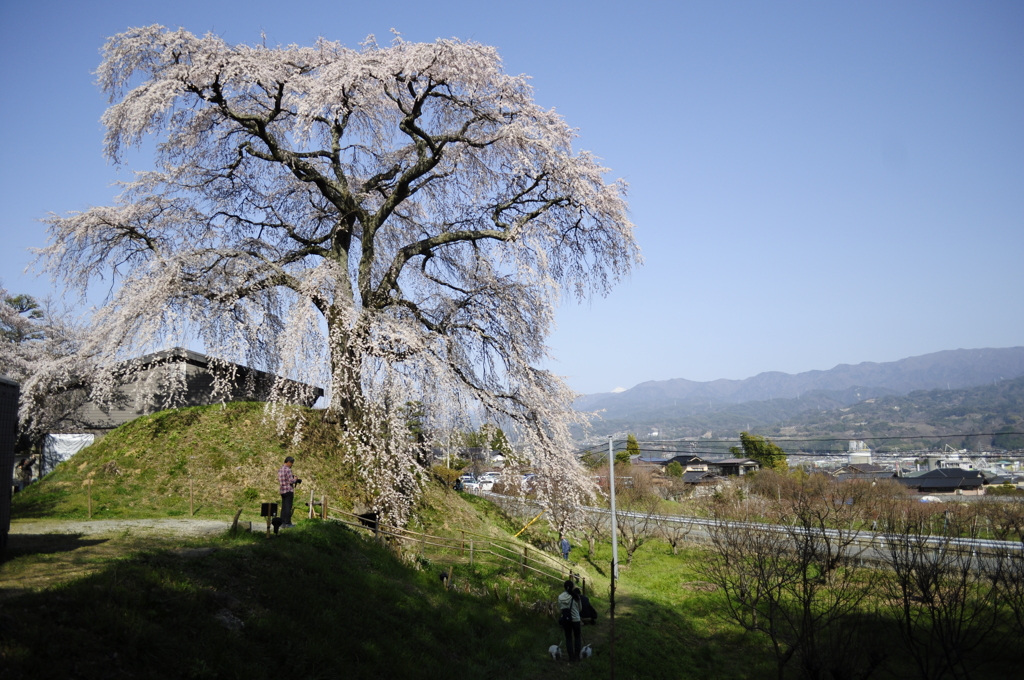石塚桜