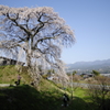 石塚桜