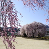 杵原の桜～