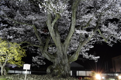 漆黒巨木桜