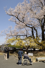 見上げる安富桜