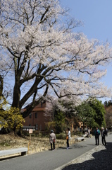 春の安富桜