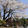 春の安富桜