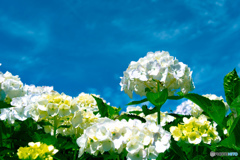 紫陽花と空