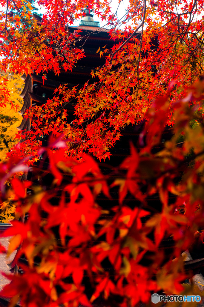 紅葉