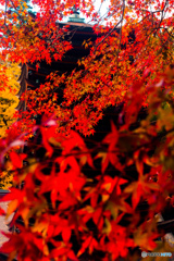 紅葉