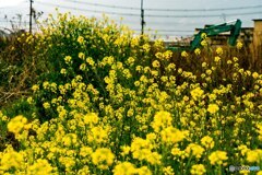 菜の花