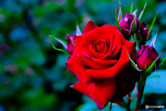 バラの花