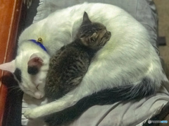 猫№2