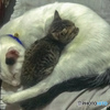 猫№2