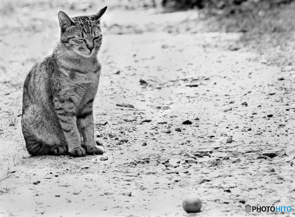 猫№1