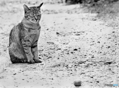 猫№1