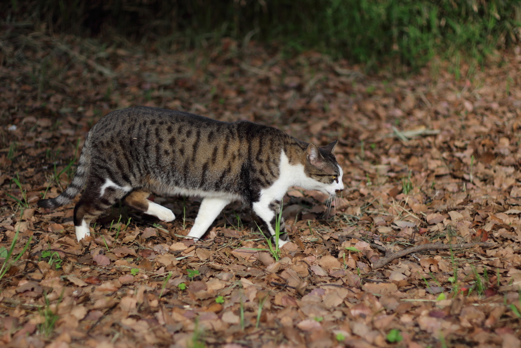 野生の猫