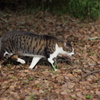野生の猫