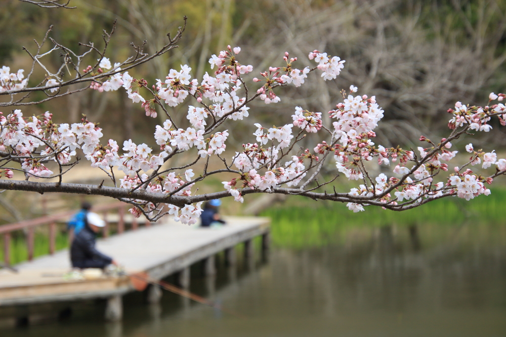 桜