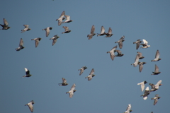 鳥の群れ