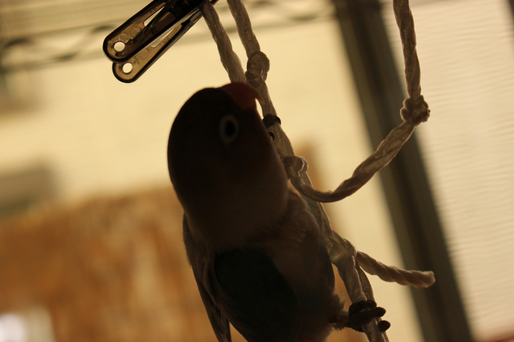 ボタンインコ