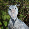 ハシビロコウ　5