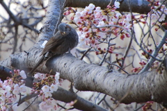 ヒヨドリのお花見