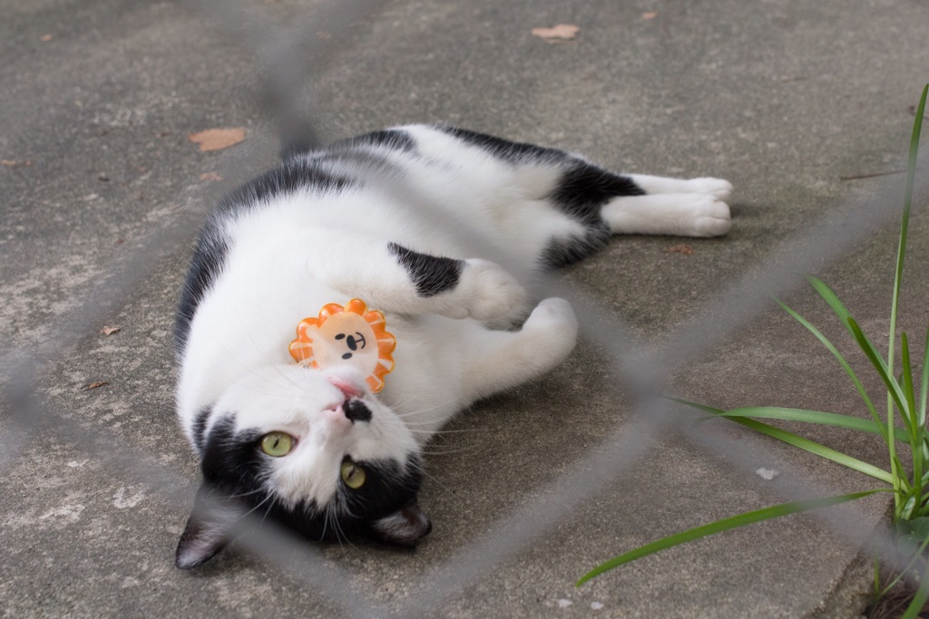 マメちゃんの庭